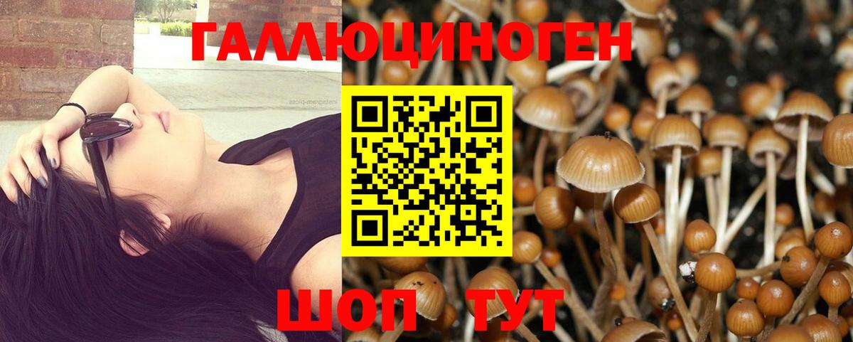 Псилоцибиновые грибы Cubensis Лысьва